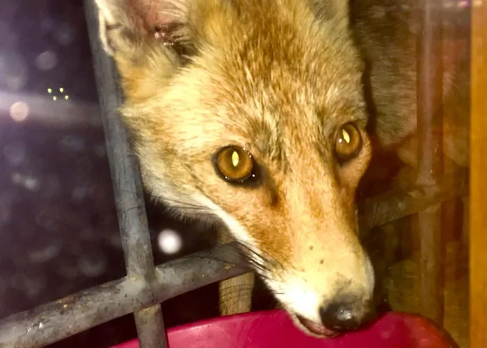 Casa de Campo Masiadenjust Rojals